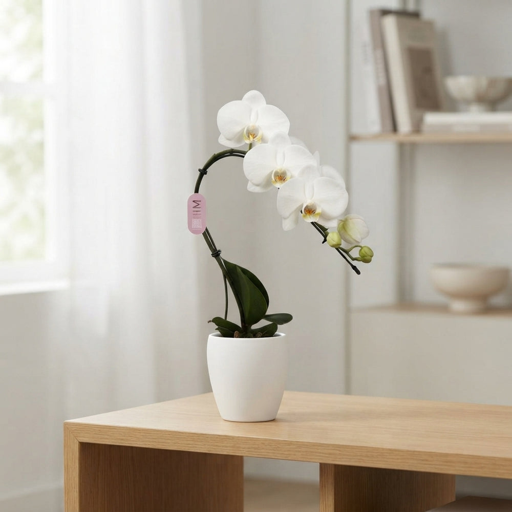 Mixed Phalaenopsis Orchid – 7cm Ceramic Pot