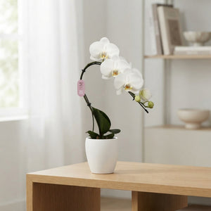 Mixed Phalaenopsis Orchid – 7cm Ceramic Pot