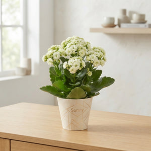 White Double Kalanchoe – 14cm Pot
