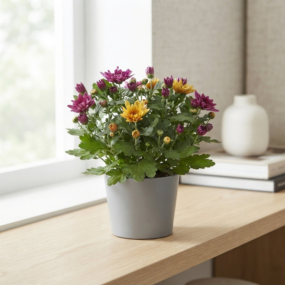 Mixed Chrysanthemum (Indicum Group) – 12cm Pot