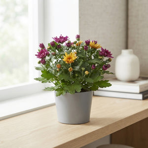 Mixed Chrysanthemum (Indicum Group) – 12cm Pot