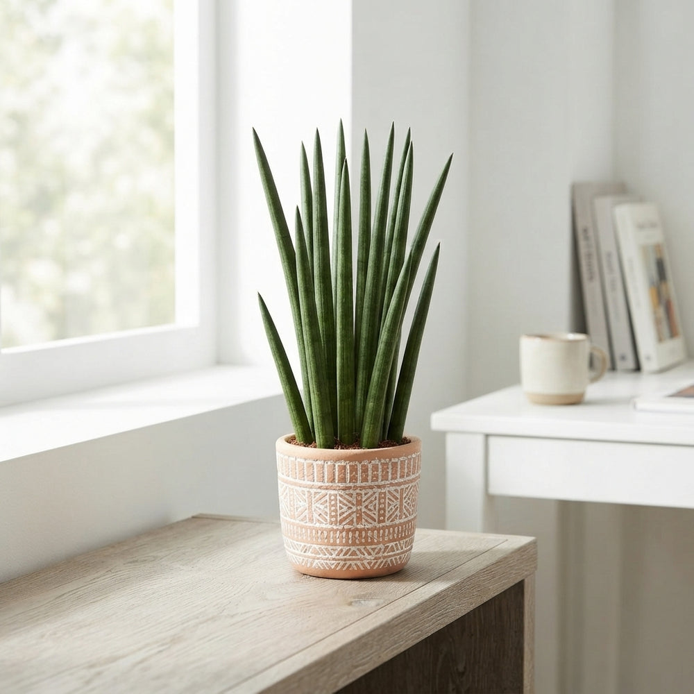Cylindrical Snake Plant (Sansevieria cylindrica) – 6cm Pot