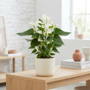 White Anthurium ‘Banderola Cava’ – 10.5cm Pot