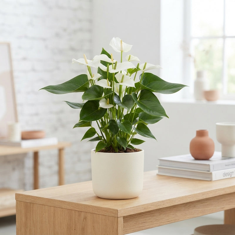 White Anthurium ‘Banderola Cava’ – 10.5cm Pot