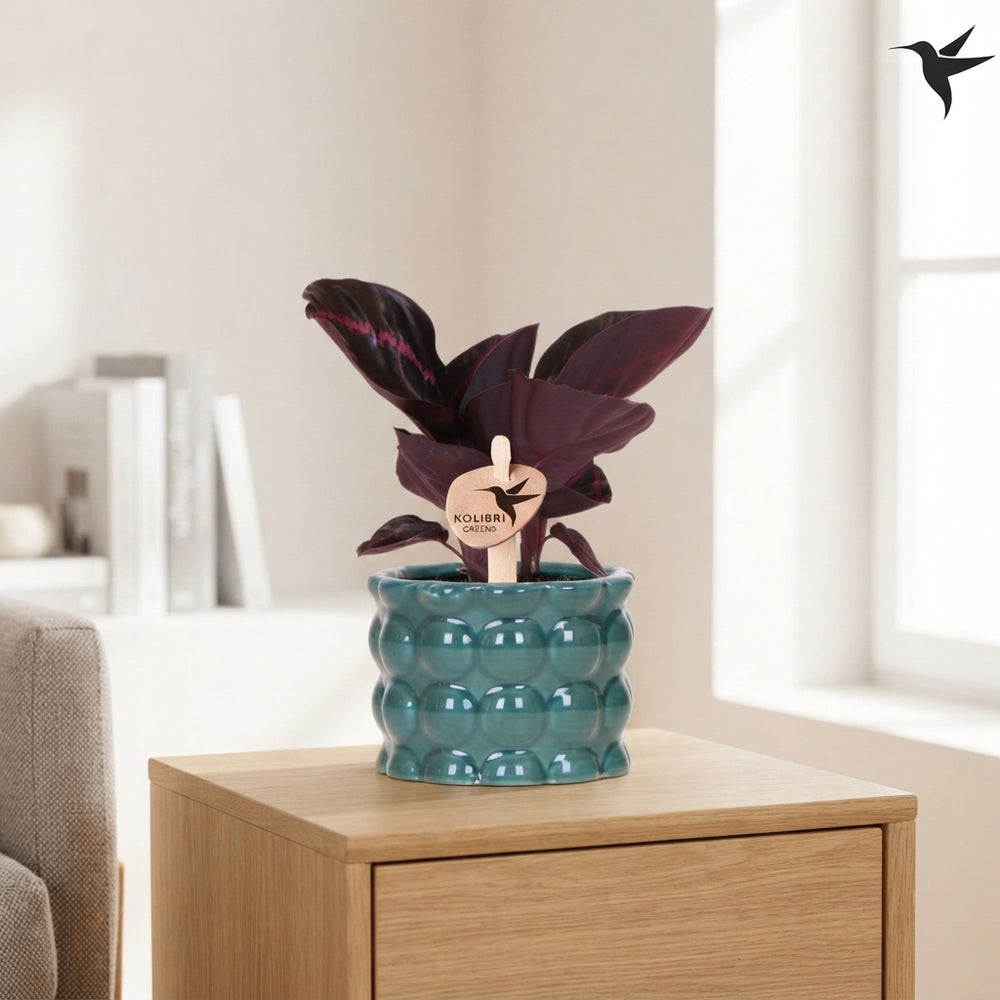 Mixed Calathea Houseplant – 6cm Ceramic Pot