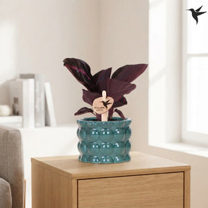Mixed Calathea Houseplant – 6cm Ceramic Pot