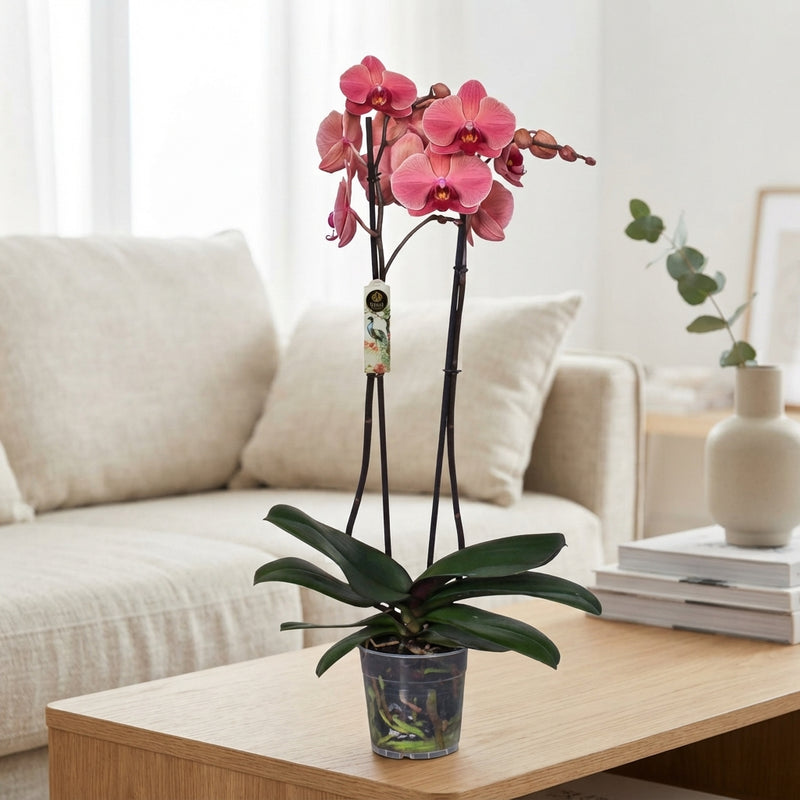 Narbonne Phalaenopsis Orchid – 12cm Pot, 70cm High