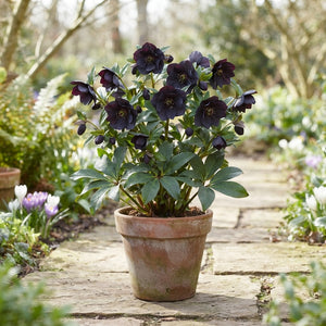 Helleborus Flowering Plant – 17cm Pot
