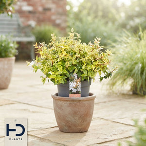 Abelia grandiflora ‘Gemengd’ – 17cm Pot
