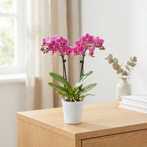 Mini Phalaenopsis Orchid – 7cm Pot