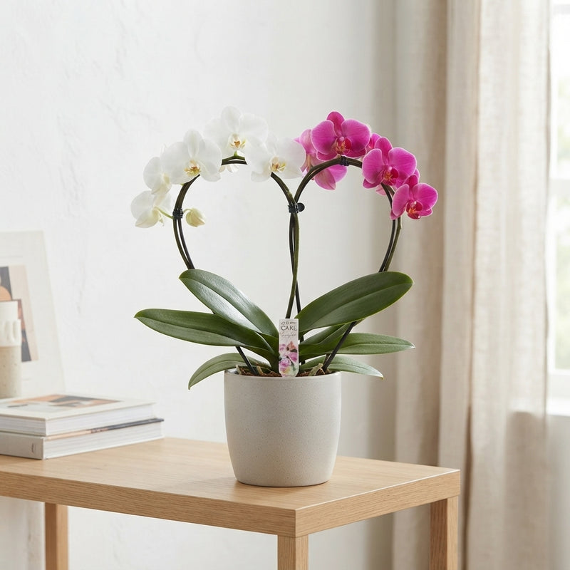 Mixed Phalaenopsis Orchid – 2 Stem, 12cm Pot