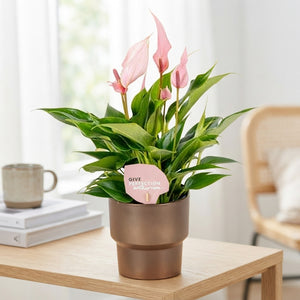 Pink Anthurium ‘Roxanne’ – 10cm Ceramic Pot