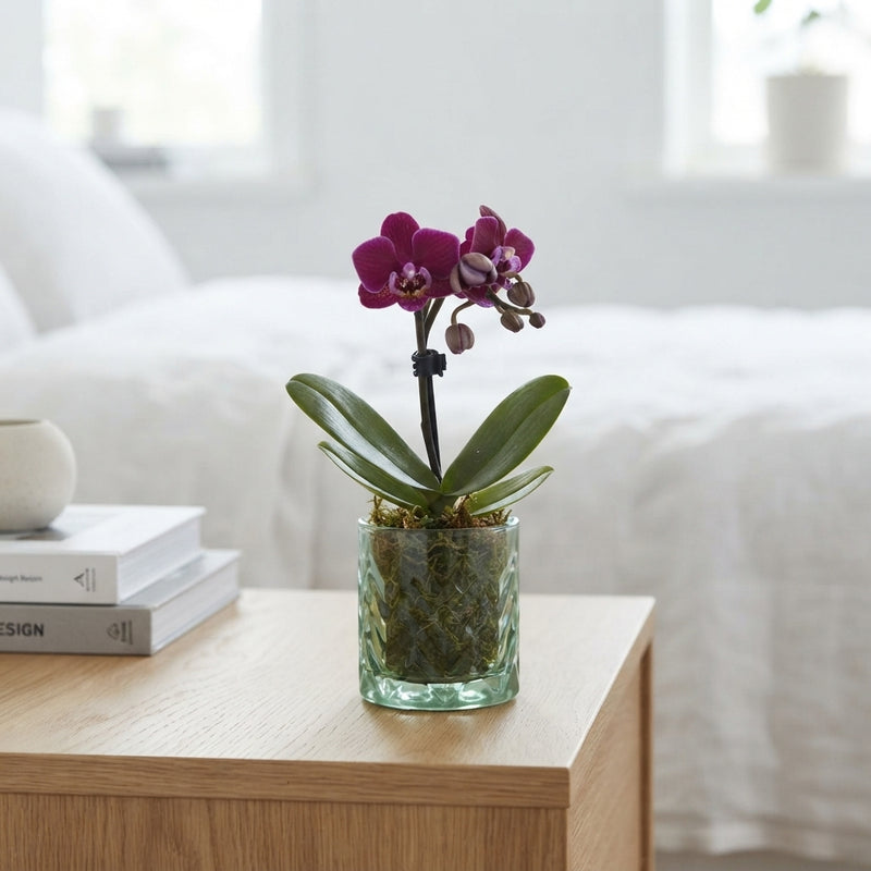 Mini Phalaenopsis Orchid – 6cm Pot