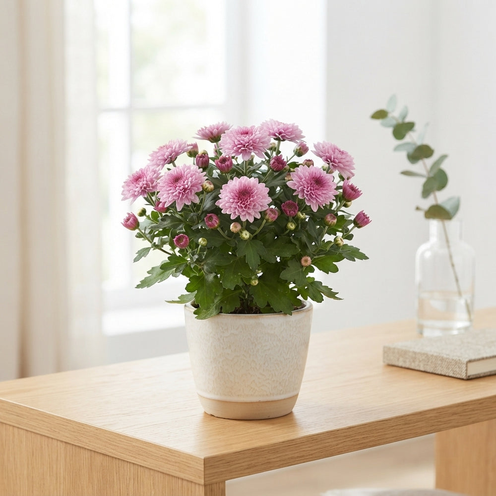Pink Chrysanthemum (Chrysanthemum indicum) – 12cm Pot