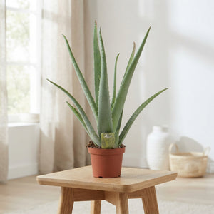 Aloe Vera Plant – 14cm Pot, Approx. 55cm High