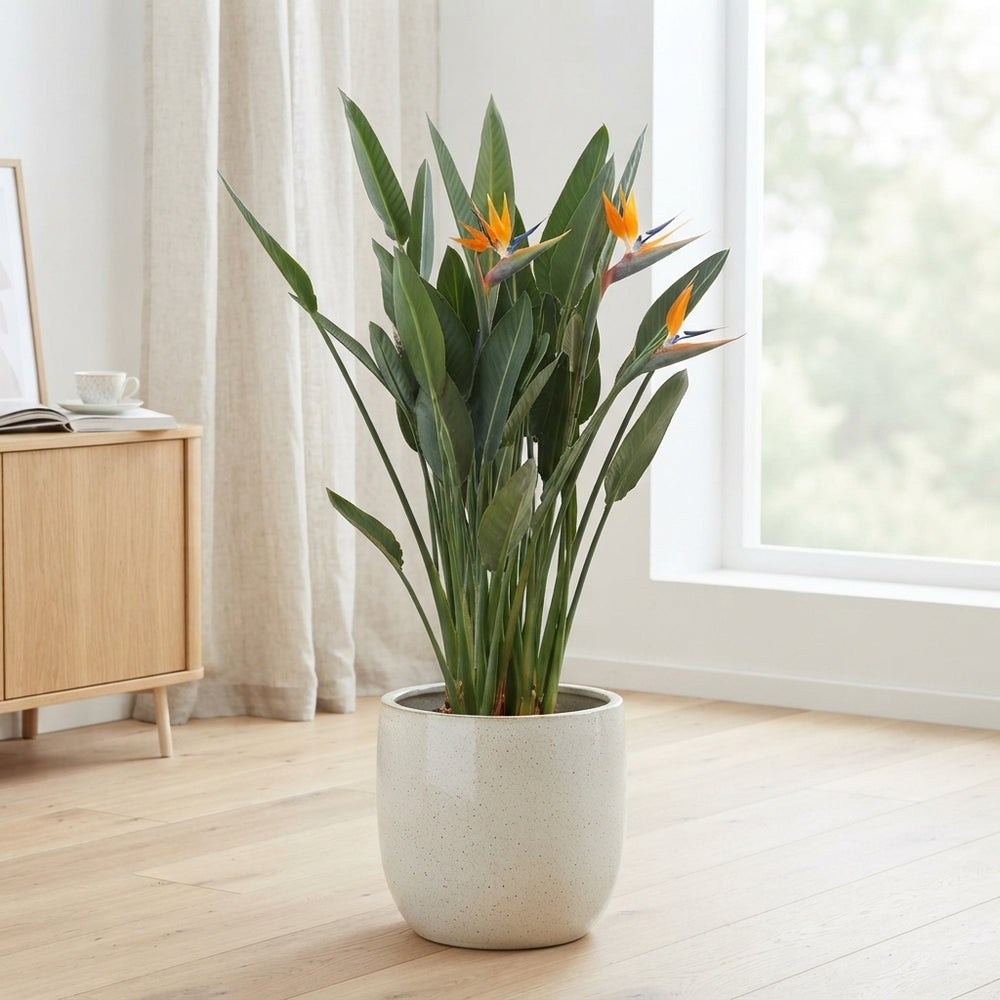 Bird of Paradise (Strelitzia reginae) – 40cm Pot, 180cm