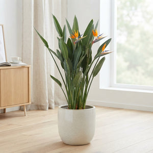 Bird of Paradise (Strelitzia reginae) – 40cm Pot, 180cm