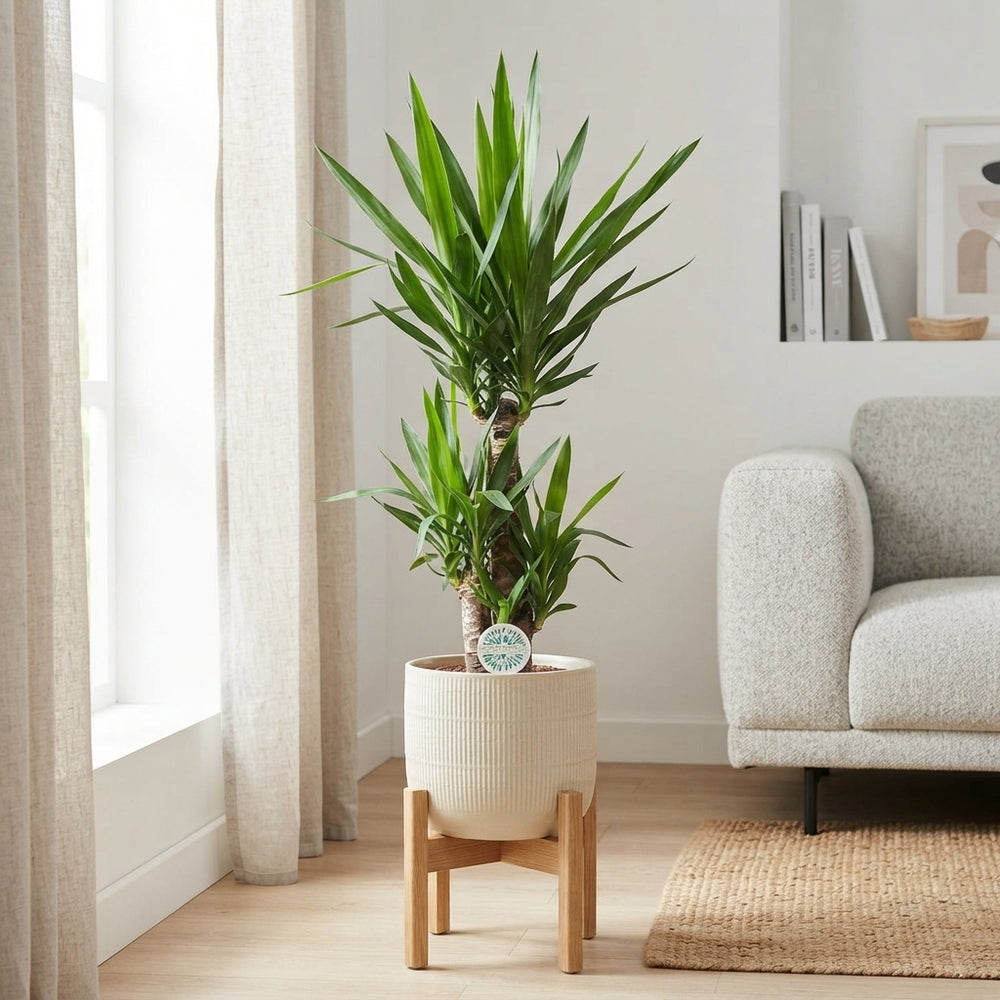 Yucca Houseplant (Yucca) – 21cm Pot, 115cm Tall