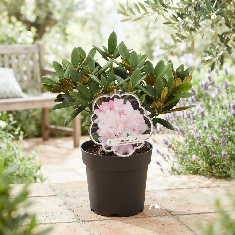 Rhododendron ‘Ya Schneekrone’ – 22cm Pot
