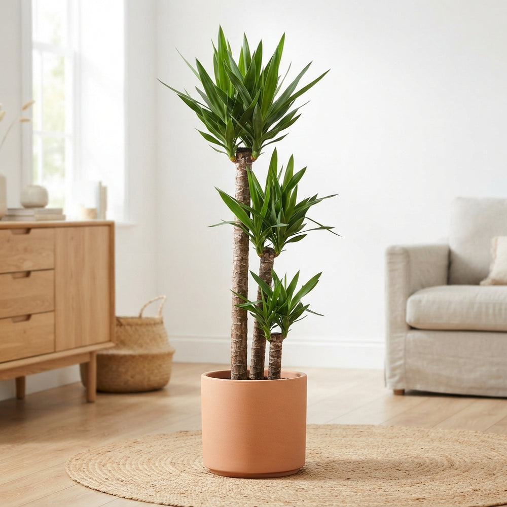 Yucca Houseplant – 24cm Pot, Approx. 165cm