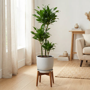Dracaena fragrans ‘Riki’ – 27cm Pot, 130cm Tall