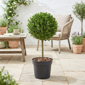 Buxus Topiary Bush – Buxus sempervirens, 23cm Pot