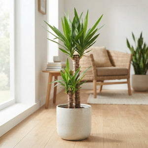 Yucca Houseplant (2 Stem) – 24cm Pot, 145cm Tall