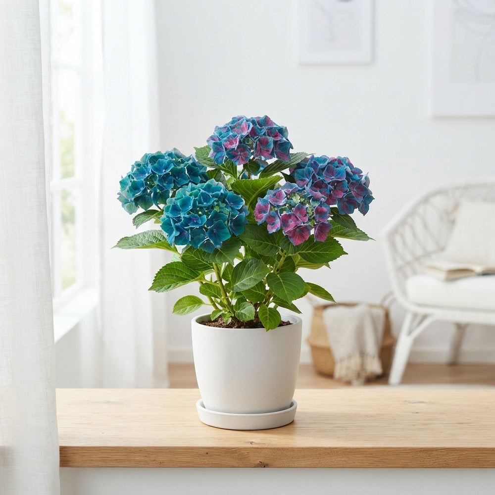 Hydrangea macrophylla ‘Gemini’ – 14cm Pot