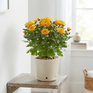 Mixed Chrysanthemum ‘Carnival’ – 19cm Pot