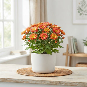 Mixed Chrysanthemum Garden Plant – 25cm Pot