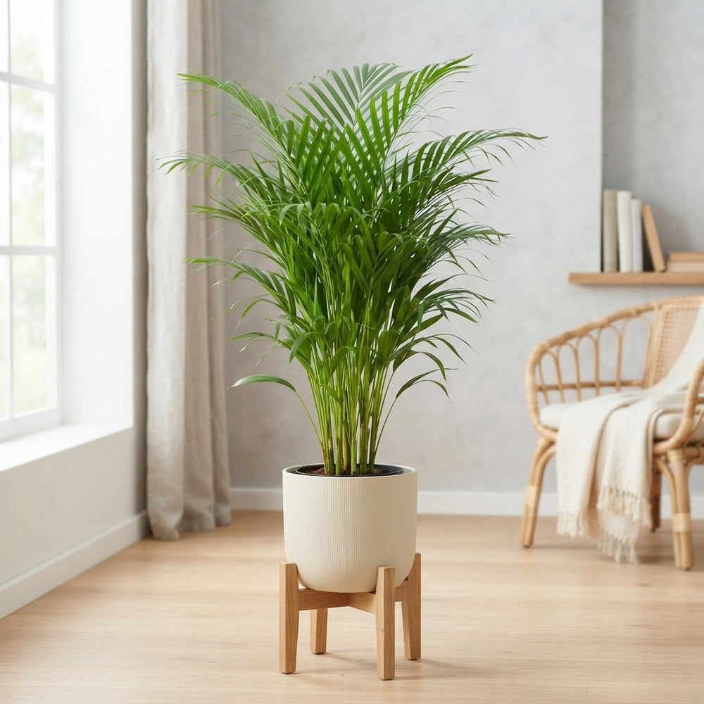 Areca Palm (Dypsis lutescens) – 20cm Pot, 115cm