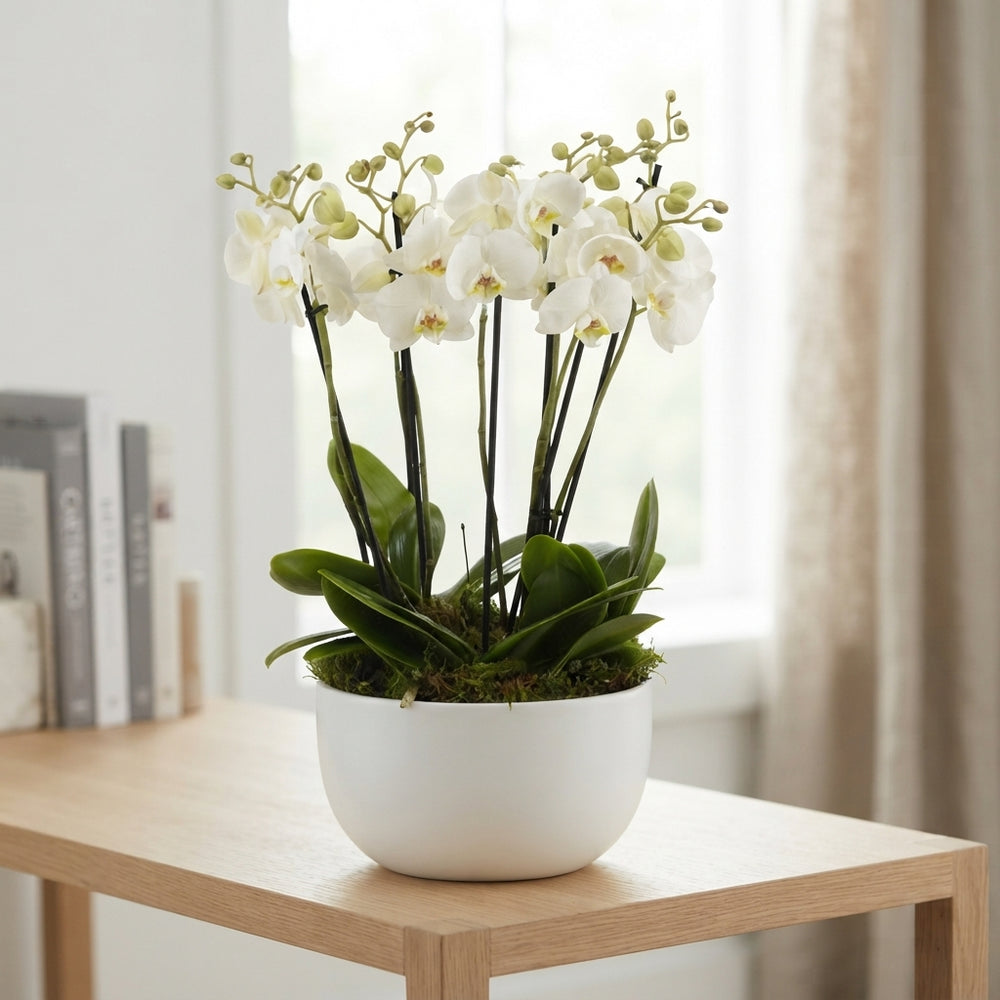 White Phalaenopsis Orchid – 26cm Ceramic Pot