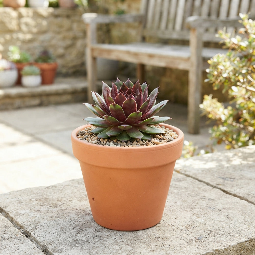 Sempervivum Houseleek – 17cm Pot
