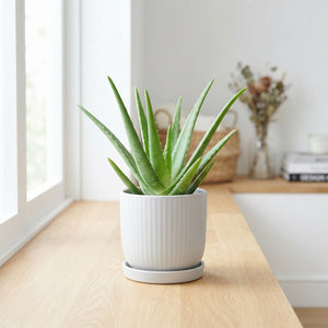 Aloe Vera Plant – 12cm Pot, Approx. 27cm High
