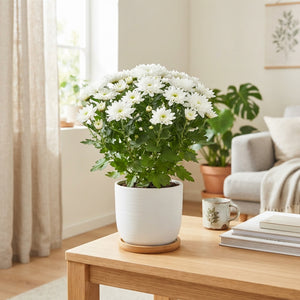 White Chrysanthemum ‘Homerun’ – 14cm Pot