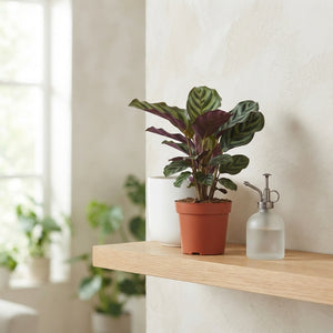 Mixed Calathea Houseplant – 7cm Pot