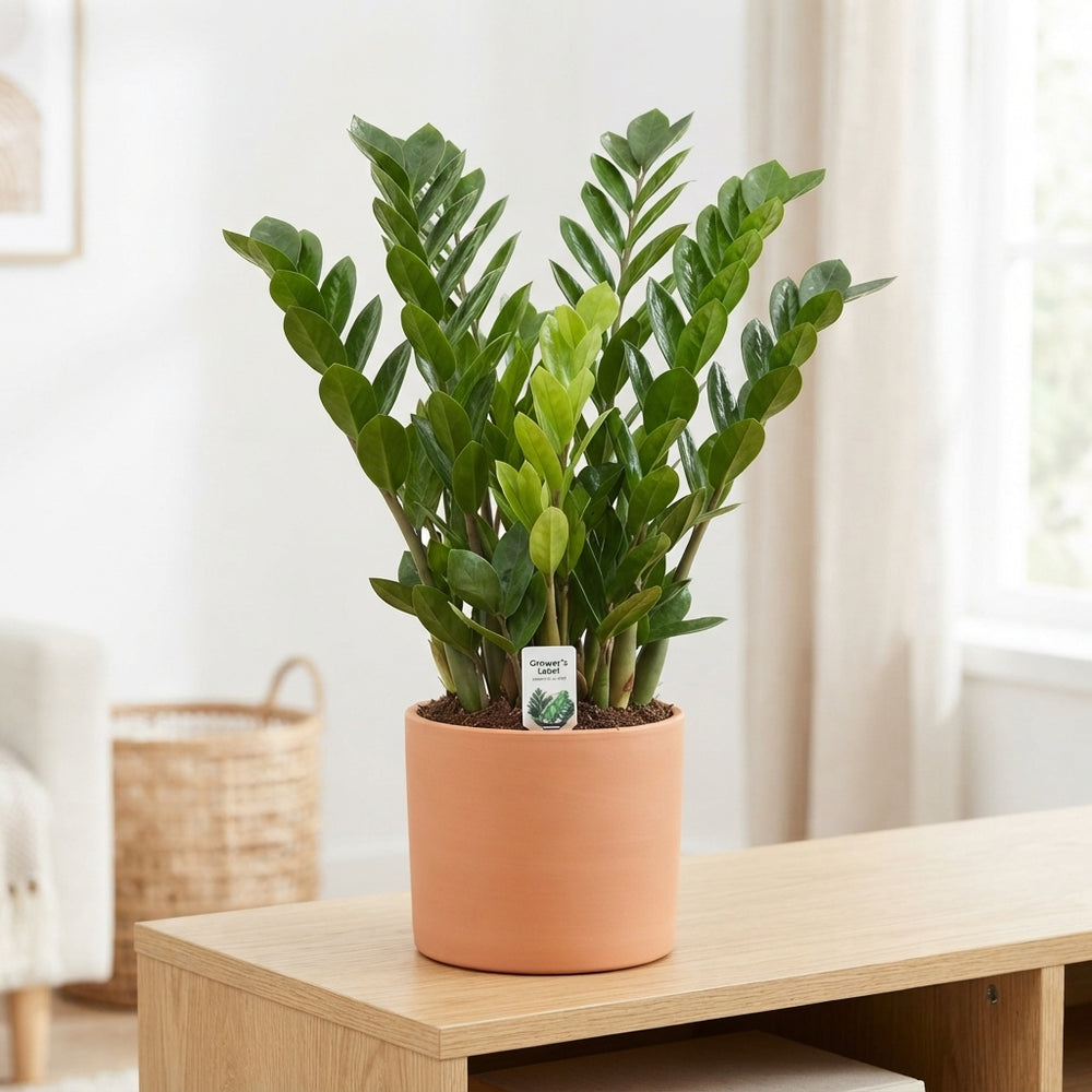ZZ Plant (Zamioculcas zamiifolia) – 23cm Pot, 90cm