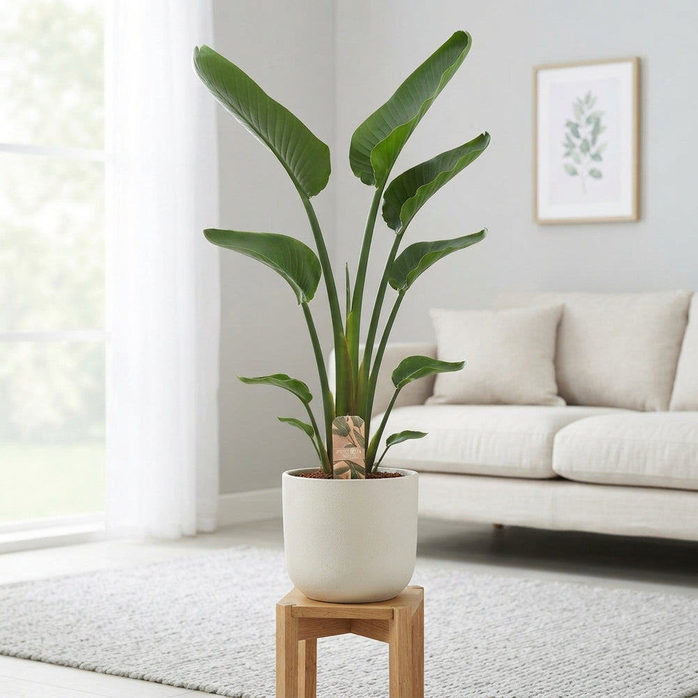 White Bird of Paradise (Strelitzia nicolai) – 24cm Pot