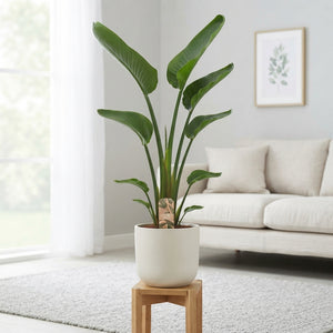 White Bird of Paradise (Strelitzia nicolai) – 24cm Pot