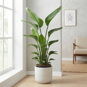 White Bird of Paradise (Strelitzia nicolai) – 38cm Pot