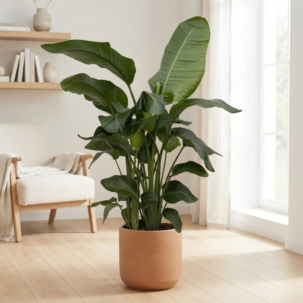 White Bird of Paradise (Strelitzia nicolai) – 27cm Pot, 160cm Tall