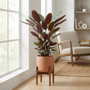 Ctenanthe Oppenheimiana – 24cm Pot, 170cm Tall