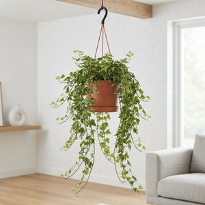Hedera Helix ‘Mona Lisa’ Ivy – 19cm Pot