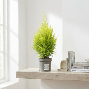 Goldcrest Lemon Cypress (Cupressus macrocarpa) – 10.5cm Pot