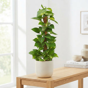 Golden Pothos (Epipremnum aureum) – 19cm Pot