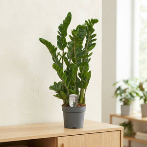 ZZ Plant (Zamioculcas zamiifolia) – 19cm Pot, 100cm