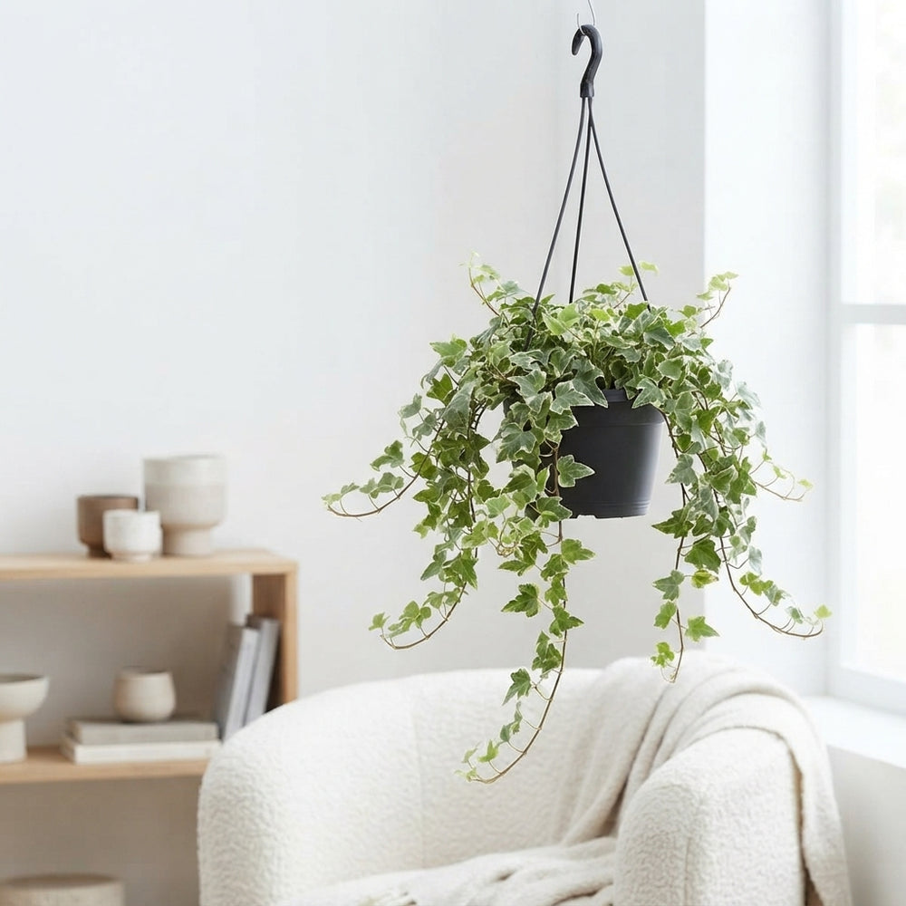 White Wonder English Ivy (Hedera helix) – 19cm Pot