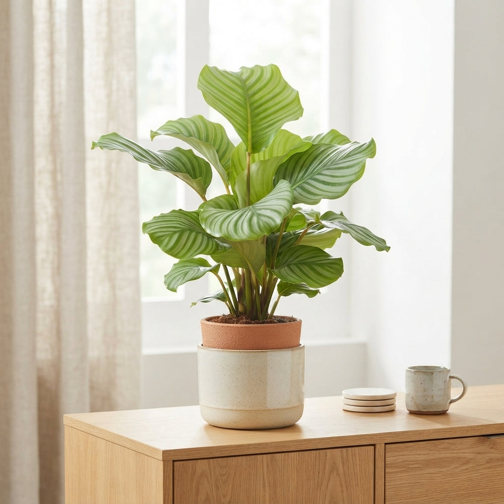 Calathea Orbifolia Prayer Plant – 19cm Pot, 85cm High