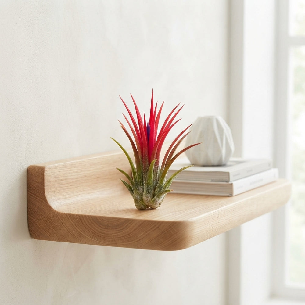 Tillandsia Fuego Red Air Plant – 6cm