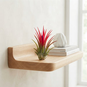 Tillandsia Fuego Red Air Plant – 6cm